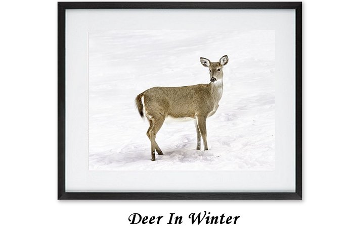 Deer In Winter